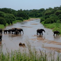 Elephants crossing Tarangire River